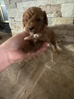 Harold/Reserved , a female Poodle - Toy  for sale in Sacramento, CA – 3 of 4
