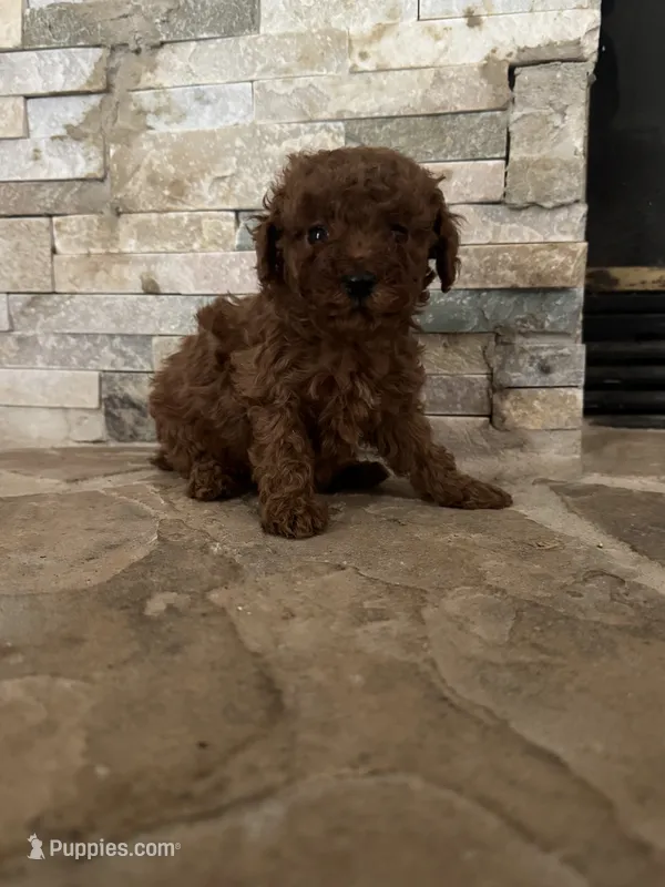 Henry – Poodle - Toy  puppy for sale in Sacramento, CA
