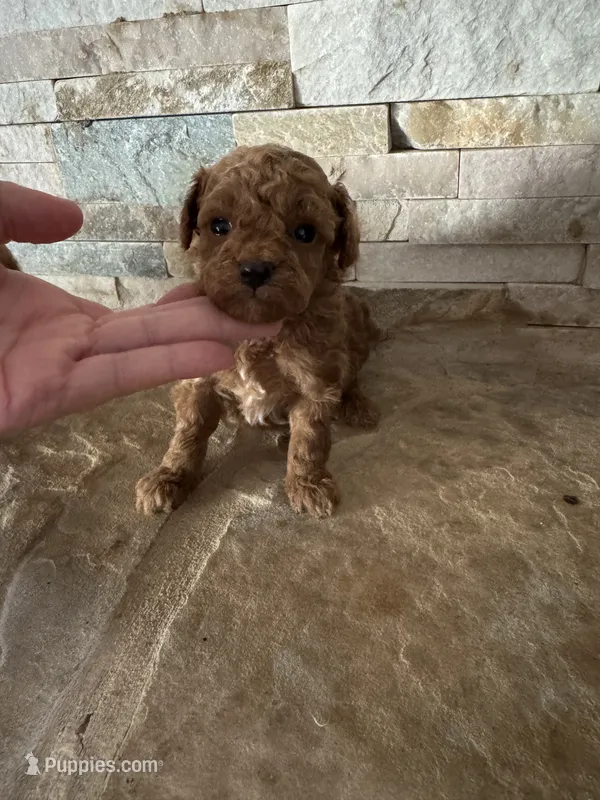 Hector – Poodle - Toy  puppy for sale in Sacramento, CA