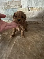 Hector/Reserved , a female Poodle - Toy  for sale in Sacramento, CA – 1 of 3