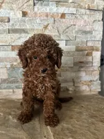Gina , a female Poodle - Toy  and Miniature Goldendoodle for sale in Sacramento, CA – 2 of 3