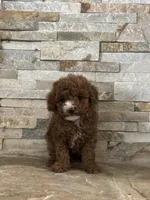 AKC Benny, a male Poodle - Toy  for sale in Sacramento, CA – 4 of 4