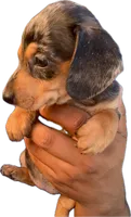 Suzy, a female Miniature Dachshund for sale in Sacramento, CA – 2 of 2