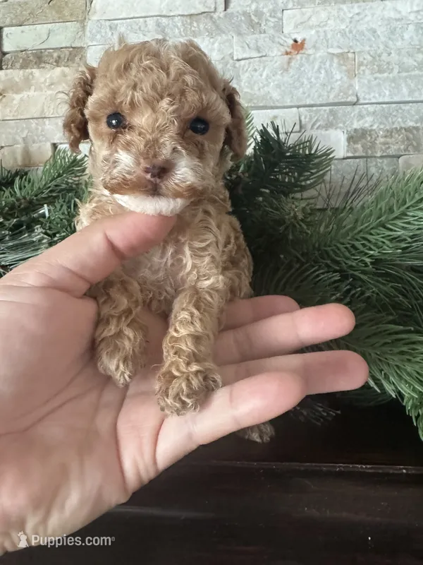 AKC Megan – Poodle - Toy  puppy for sale in Sacramento, CA