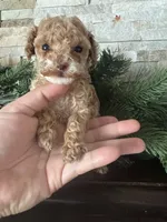 AKC Megan, a female Poodle - Toy  for sale in Sacramento, CA – 1 of 4