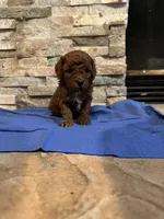 Harvey, a male Poodle - Toy  for sale in Sacramento, CA – Photo 5 of 6