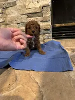 Harvey, a male Poodle - Toy  for sale in Sacramento, CA – Photo 4 of 6
