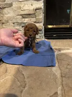 Harvey, a male Poodle - Toy  for sale in Sacramento, CA – Photo 3 of 6