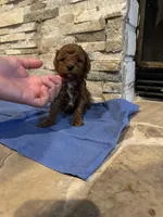 Harvey, a male Poodle - Toy  for sale in Sacramento, CA – Photo 1 of 6