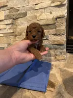 Harvey, a male Poodle - Toy  for sale in Sacramento, CA – Photo 2 of 6