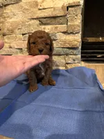 Harvey, a male Poodle - Toy  for sale in Sacramento, CA – Photo 6 of 6