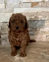 Toy doodle Georgie , a male Poodle - Toy  and Miniature Goldendoodle for sale in Sacramento, CA – 3 of 3