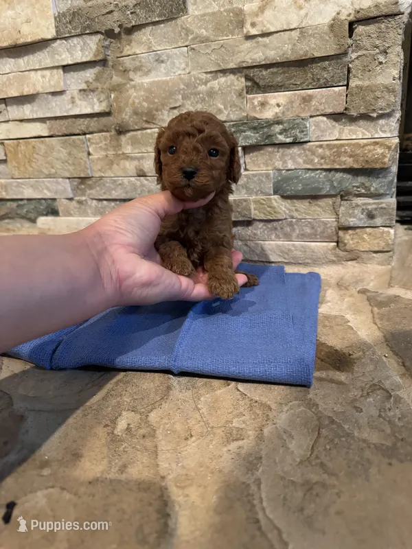 Holly – Poodle - Toy  puppy on hold in Sacramento, CA