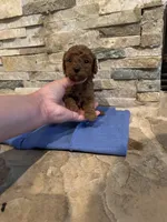 Holly, a female Poodle - Toy  for sale in Sacramento, CA – Photo 1 of 6