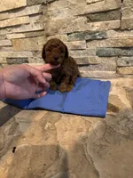 Holly, a female Poodle - Toy  for sale in Sacramento, CA – Photo 2 of 6