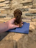 Holly, a female Poodle - Toy  for sale in Sacramento, CA – Photo 6 of 6