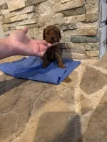 Holly, a female Poodle - Toy  for sale in Sacramento, CA – Photo 4 of 6