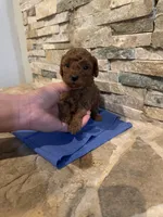 Holly, a female Poodle - Toy  for sale in Sacramento, CA – Photo 3 of 6