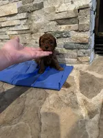 Holly, a female Poodle - Toy  for sale in Sacramento, CA – Photo 5 of 6