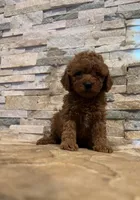 Harley , a male Poodle - Toy  for sale in Sacramento, CA – 3 of 5