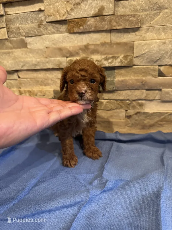 AKC Vick – Poodle - Toy  puppy for sale in Sacramento, CA