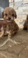 AKC Tcup Megan , a female Poodle - Toy  for sale in Sacramento, CA – 3 of 4