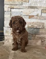 Toy Doodle Ginna , a female Poodle - Toy  and Miniature Goldendoodle for sale in Sacramento, CA – 4 of 4