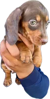 Billy, a male Miniature Dachshund for sale in Sacramento, CA – 2 of 2