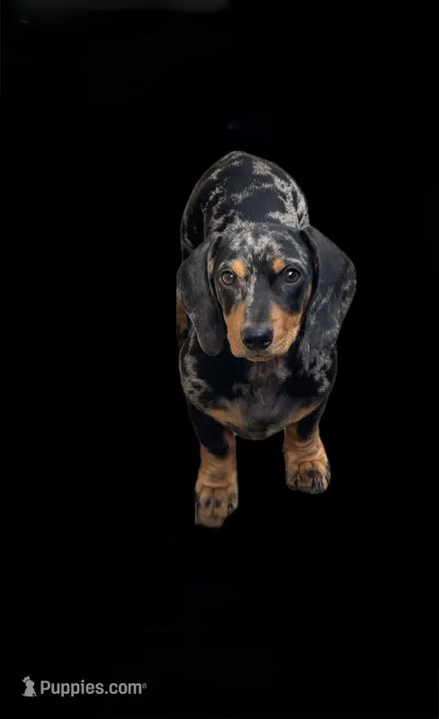 Dixie – Miniature Dachshund puppy for sale in Sacramento, CA