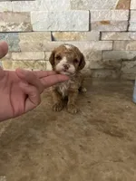 AKC Margie , a female Poodle - Toy  for sale in Sacramento, CA – 1 of 4