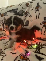 Butters, a male Australian Shepherd and Pembroke Welsh Corgi for sale in Lancaster, CA – 3 of 3