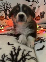 Taters, a male Australian Shepherd and Pembroke Welsh Corgi for sale in Lancaster, CA – 3 of 4
