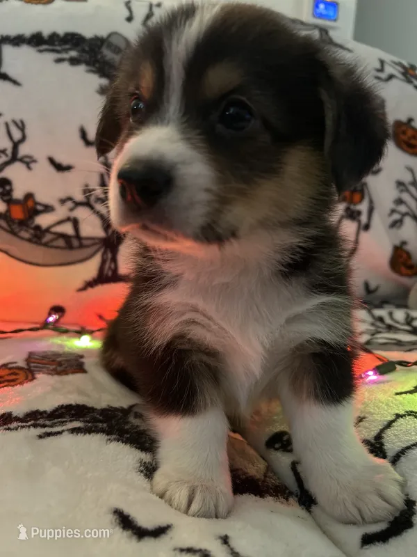 Taters – Australian Shepherd, Pembroke Welsh Corgi puppy for sale in Lancaster, CA