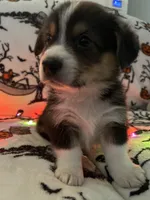 Taters, a male Australian Shepherd and Pembroke Welsh Corgi for sale in Lancaster, CA – 1 of 4
