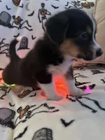 Butters, a male Australian Shepherd and Pembroke Welsh Corgi for sale in Lancaster, CA – 2 of 3