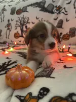 Churro, a male Australian Shepherd and Pembroke Welsh Corgi for sale in Lancaster, CA – 4 of 4