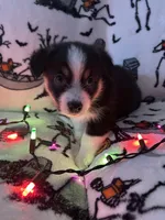 Pebbles, a female Australian Shepherd and Pembroke Welsh Corgi for sale in Lancaster, CA – 4 of 4
