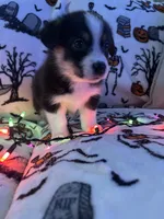 Pebbles, a female Australian Shepherd and Pembroke Welsh Corgi for sale in Lancaster, CA – 2 of 4