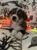 Taters, a male Australian Shepherd and Pembroke Welsh Corgi for sale in Lancaster, CA – 4 of 4