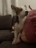 Wicki, a male Australian Shepherd and Pembroke Welsh Corgi for sale in Lancaster, CA – Photo 1 of 4