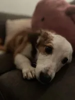 Wicki, a male Australian Shepherd and Pembroke Welsh Corgi for sale in Lancaster, CA – Photo 3 of 4