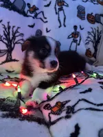 Pebbles, a female Australian Shepherd and Pembroke Welsh Corgi for sale in Lancaster, CA – 3 of 4