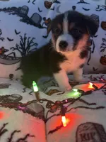 Pumpkin, a male Australian Shepherd and Pembroke Welsh Corgi for sale in Lancaster, CA – 5 of 5
