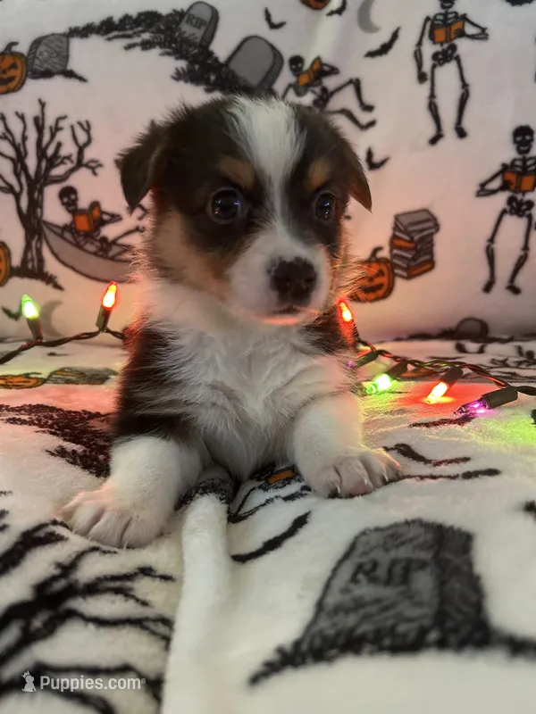 Peppers – Australian Shepherd, Pembroke Welsh Corgi puppy for sale in Lancaster, CA
