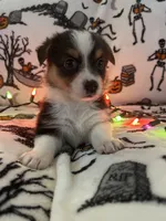 Peppers, a female Australian Shepherd and Pembroke Welsh Corgi for sale in Lancaster, CA – 1 of 4