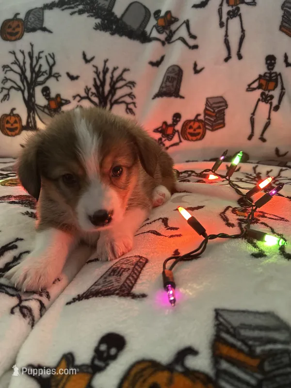 Churro – Australian Shepherd, Pembroke Welsh Corgi puppy for sale in Lancaster, CA