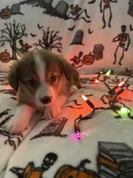 Churro, a male Australian Shepherd and Pembroke Welsh Corgi for sale in Lancaster, CA – 1 of 4