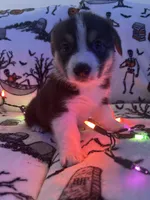 Pumpkin, a male Australian Shepherd and Pembroke Welsh Corgi for sale in Lancaster, CA – 2 of 5