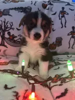 Pumpkin, a male Australian Shepherd and Pembroke Welsh Corgi for sale in Lancaster, CA – 3 of 5