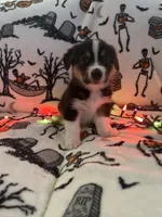 Butters, a male Australian Shepherd and Pembroke Welsh Corgi for sale in Lancaster, CA – 1 of 3